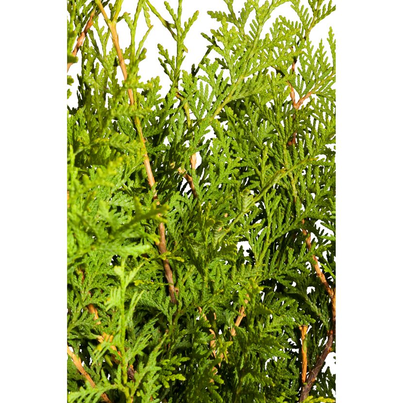 Nahaufnahme von grünen Thuja Brabant Lebensbaumzweigen