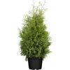 Lebensbaum Thuja occidentalis Brabant im Topf