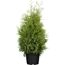 Lebensbaum Thuja occidentalis Brabant im Topf