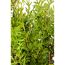 Nahaufnahme von Thuja Brabant Lebensbaumzweigen.