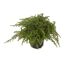 Konifere flach grün 12 cm Topf