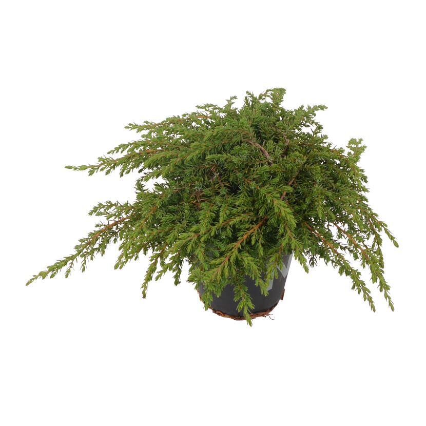 Konifere flach grün 12 cm Topf