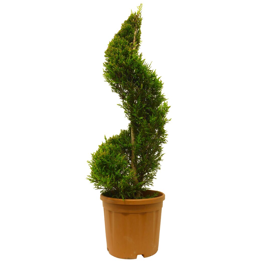 Gelbe Baumzypresse 'Castlewellan Gold' Spirale, 30 cm Topf