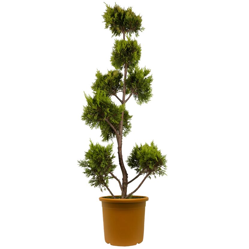 Gelbe Baumzypresse 'Gold Rider' Pompon, 40 cm Topf