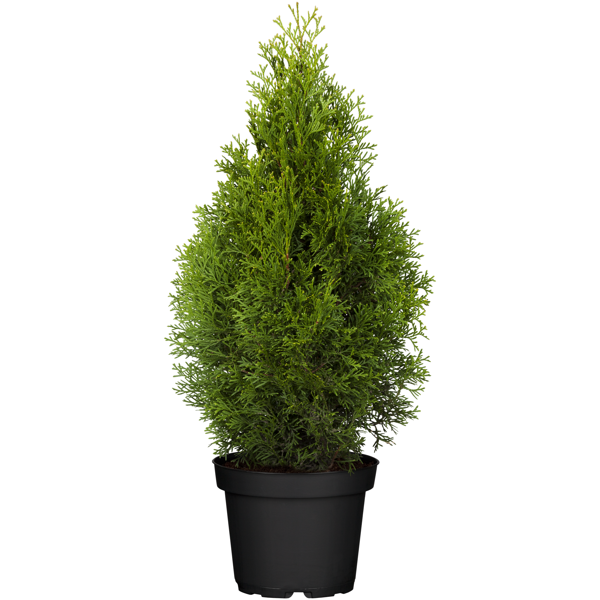 Lebensbaum 'Smaragd', 70-80 cm, 29 cm Topf + product picture