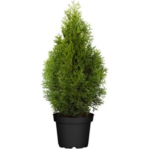 Lebensbaum 'Smaragd', 70-80 cm, 29 cm Topf