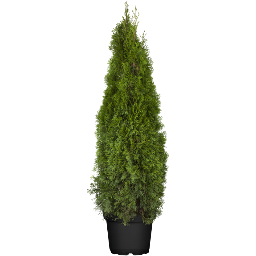 toom Lebensbaum 'Smaragd' 120-140 cm, 29 cm Topf | toom Baumarkt
