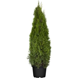 Lebensbaum 'Smaragd' 120-140 cm, 29 cm Topf