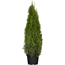 Verkleinertes Bild von Lebensbaum 'Smaragd' 120-140 cm, 29 cm Topf