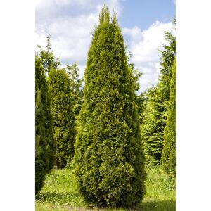 Lebensbaum , 31 cm Topf