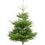 Weihnachtsbaum Nordmanntanne gesägt 130-150 cm