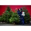 Weihnachtsbaum Nordmanntanne topfgewachsen 100-125 cm