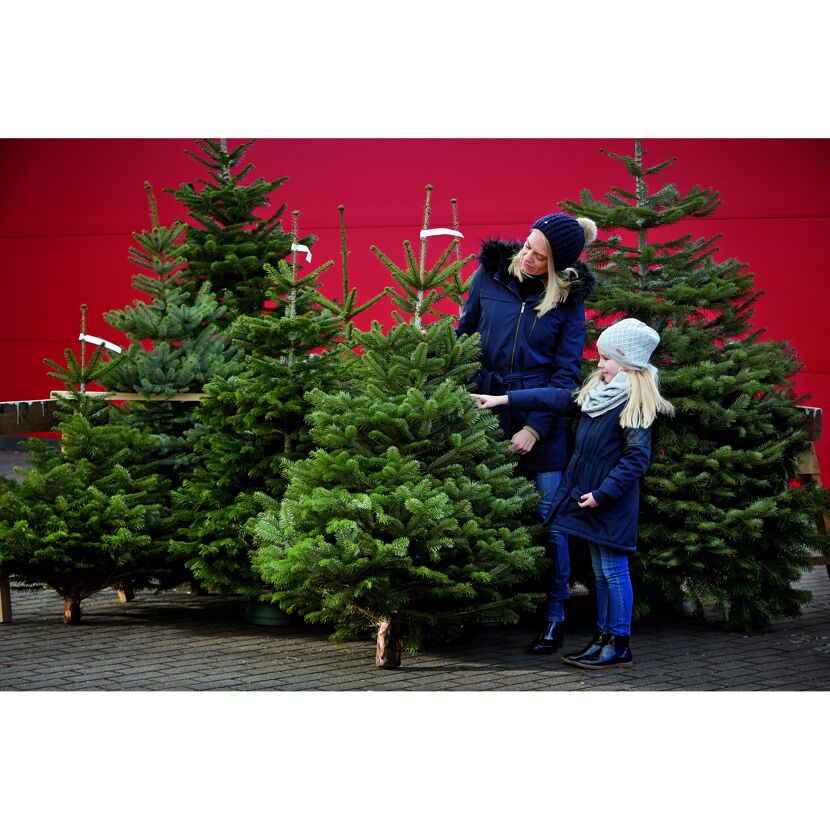 Weihnachtsbaum Nordmanntanne topfgewachsen 100-125 cm