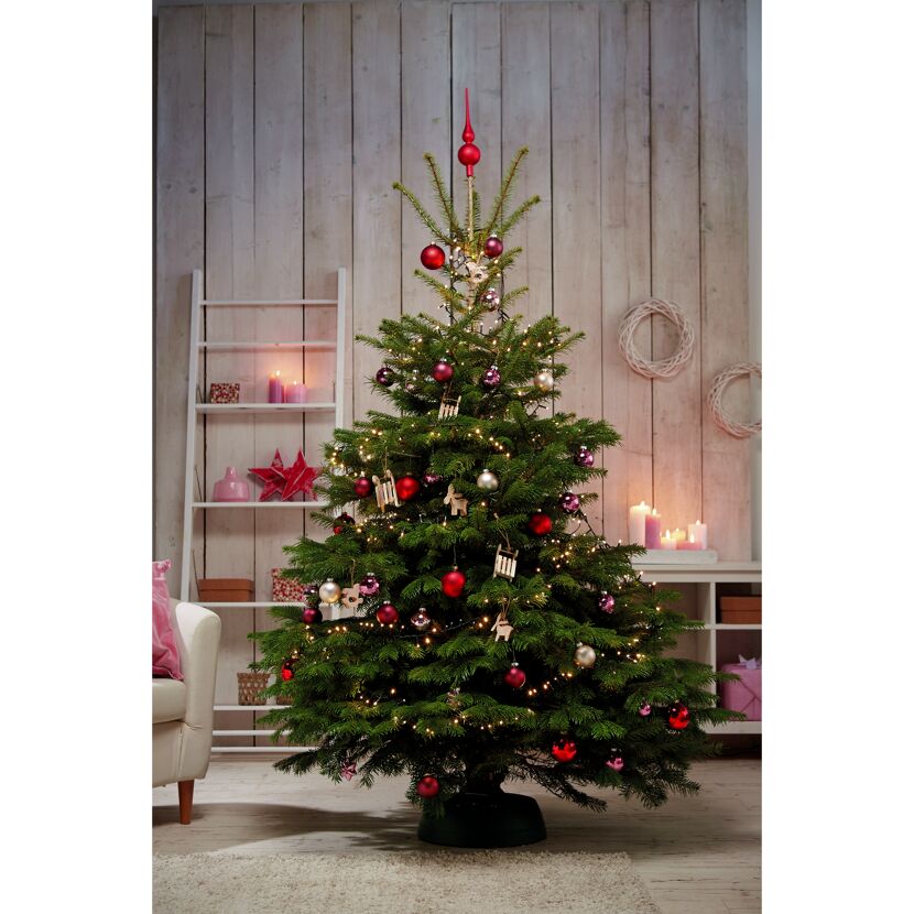 Weihnachtsbaum Nordmanntanne topfgewachsen 100-125 cm