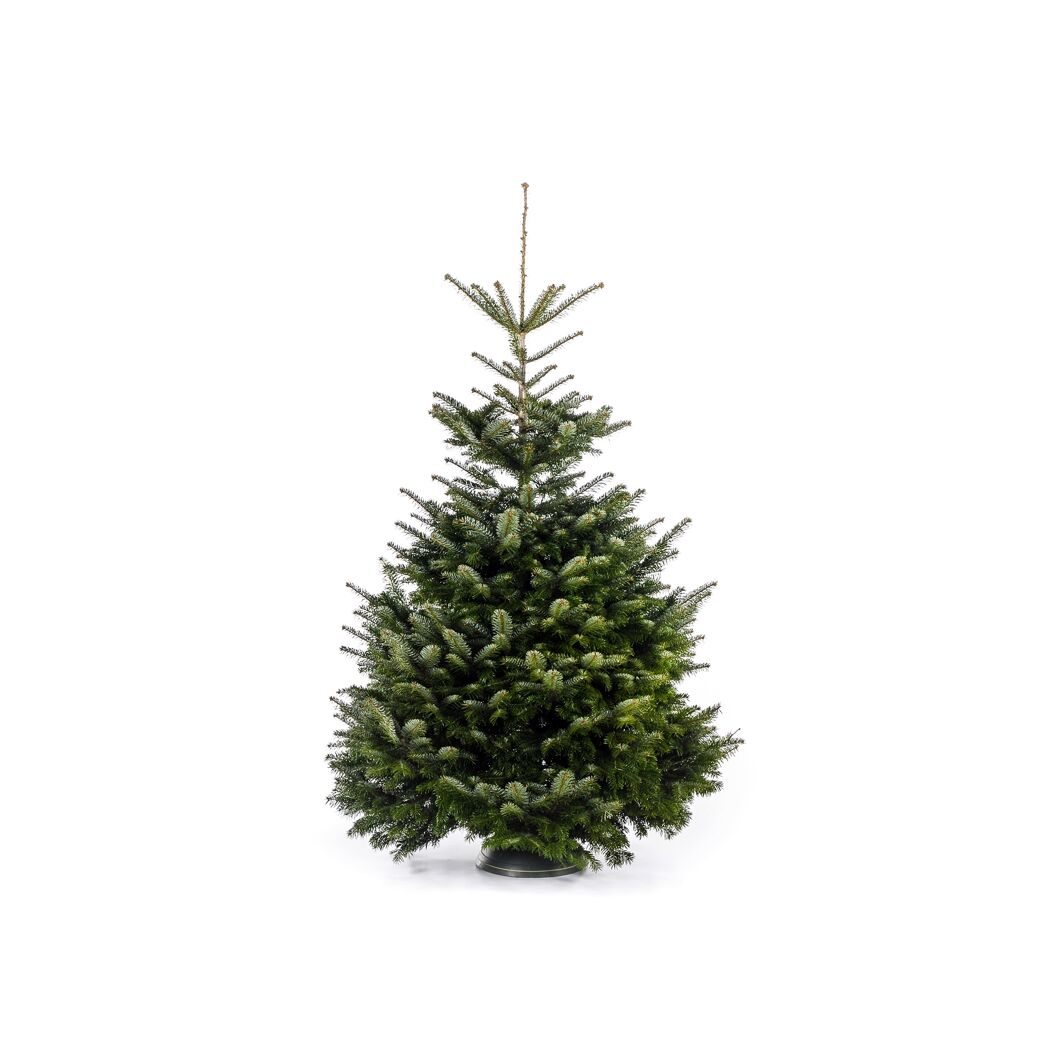 toom Weihnachtsbaum Nordmanntanne gesägt 150-190 cm