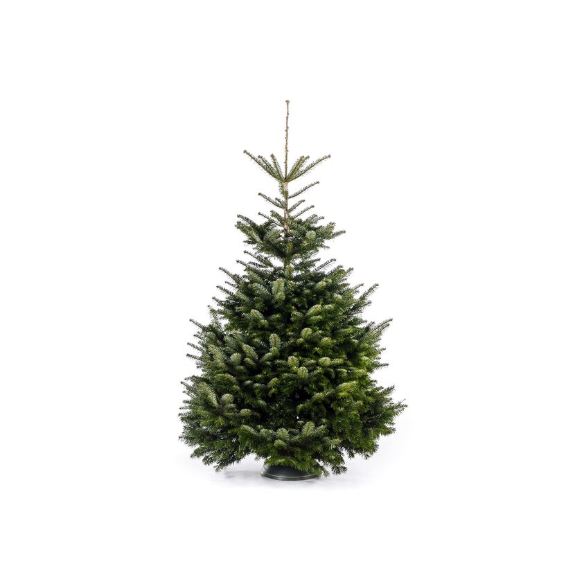 Weihnachtsbaum Nordmanntanne gesägt 150-190 cm
