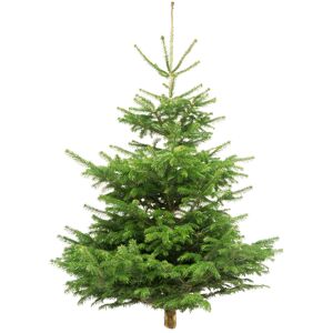 Fair Trees® Weihnachtsbaum Nordmanntanne gesägt 180-220 cm