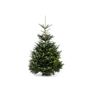 Fair Trees® Weihnachtsbaum Nordmanntanne gesägt 220-250 cm
