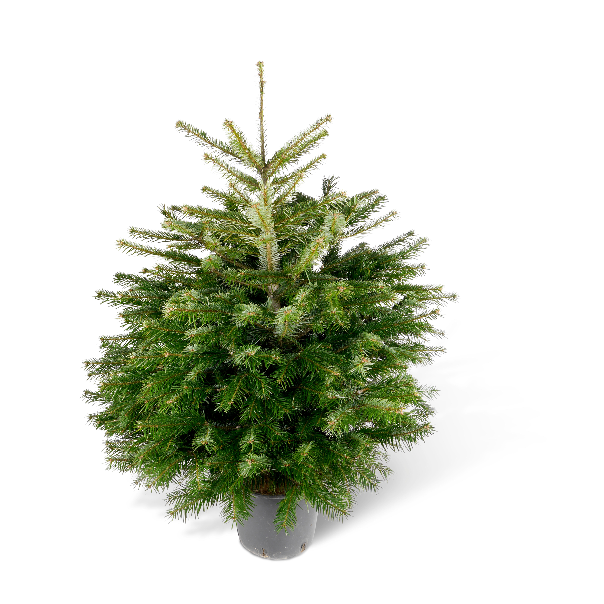 Fair Trees® Weihnachtsbaum Nordmanntanne topfgedrückt 60-80 cm + product picture