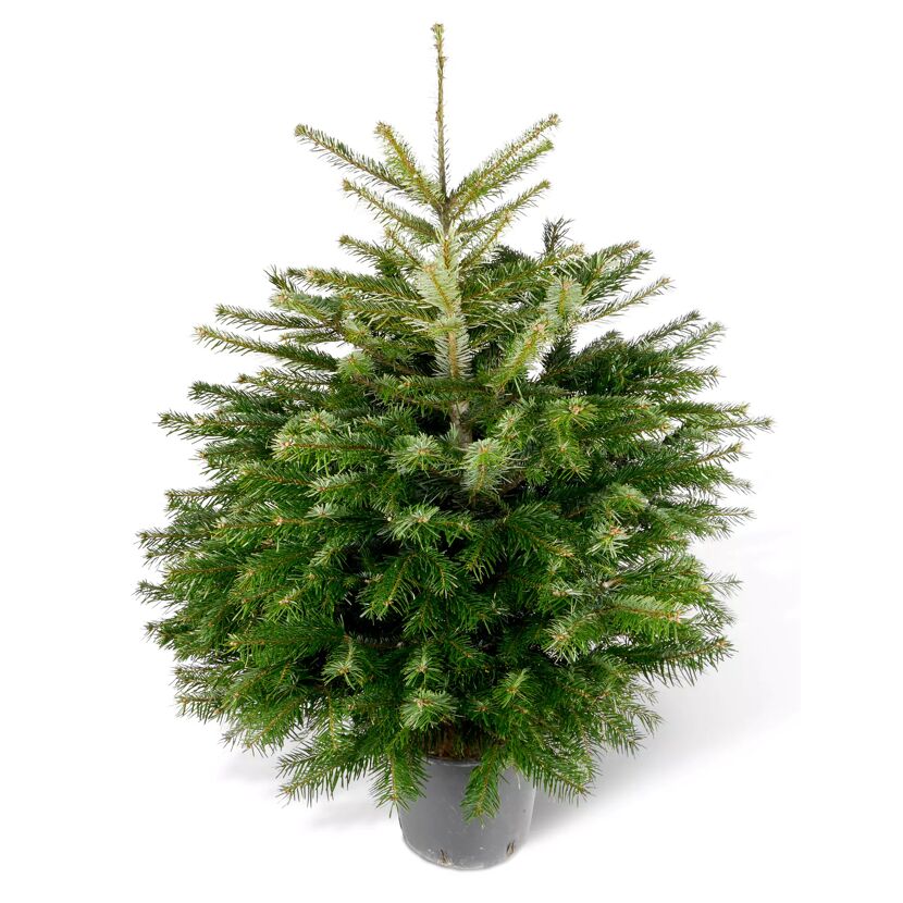 Weihnachtsbaum Nordmanntanne topfgedrückt 60-80 cm