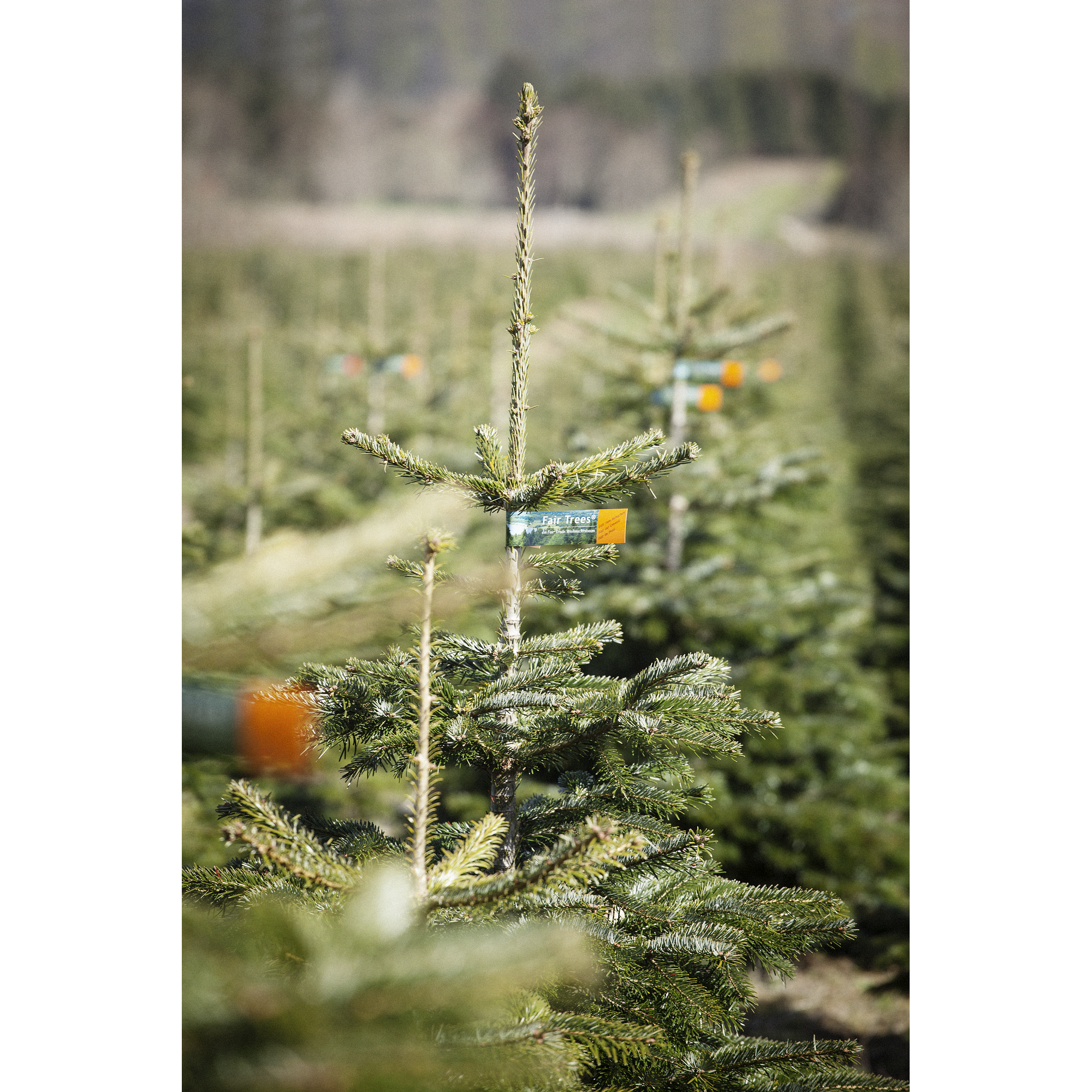 Fair Trees® Weihnachtsbaum Nordmanntanne topfgedrückt 80-100 cm + product picture