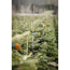 Verkleinertes Bild von Fair Trees® Weihnachtsbaum Nordmanntanne topfgedrückt 80-100 cm