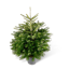 Verkleinertes Bild von Fair Trees® Weihnachtsbaum Nordmanntanne topfgedrückt 80-100 cm