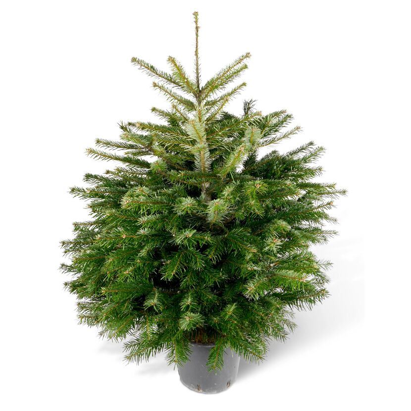 Weihnachtsbaum Nordmanntanne topfgedrückt 100-125 cm