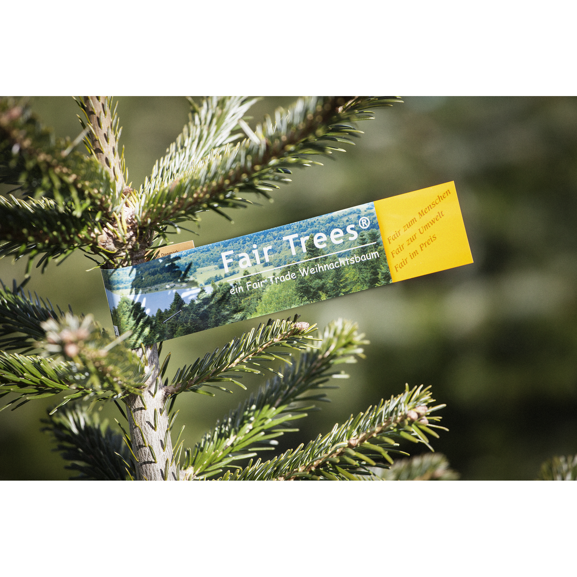 Fair Trees® Weihnachtsbaum Nordmanntanne topfgewachsen 80-100 cm + product picture
