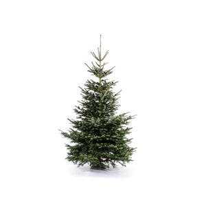 Fair Trees® Weihnachtsbaum Nordmanntanne gesägt 300 cm