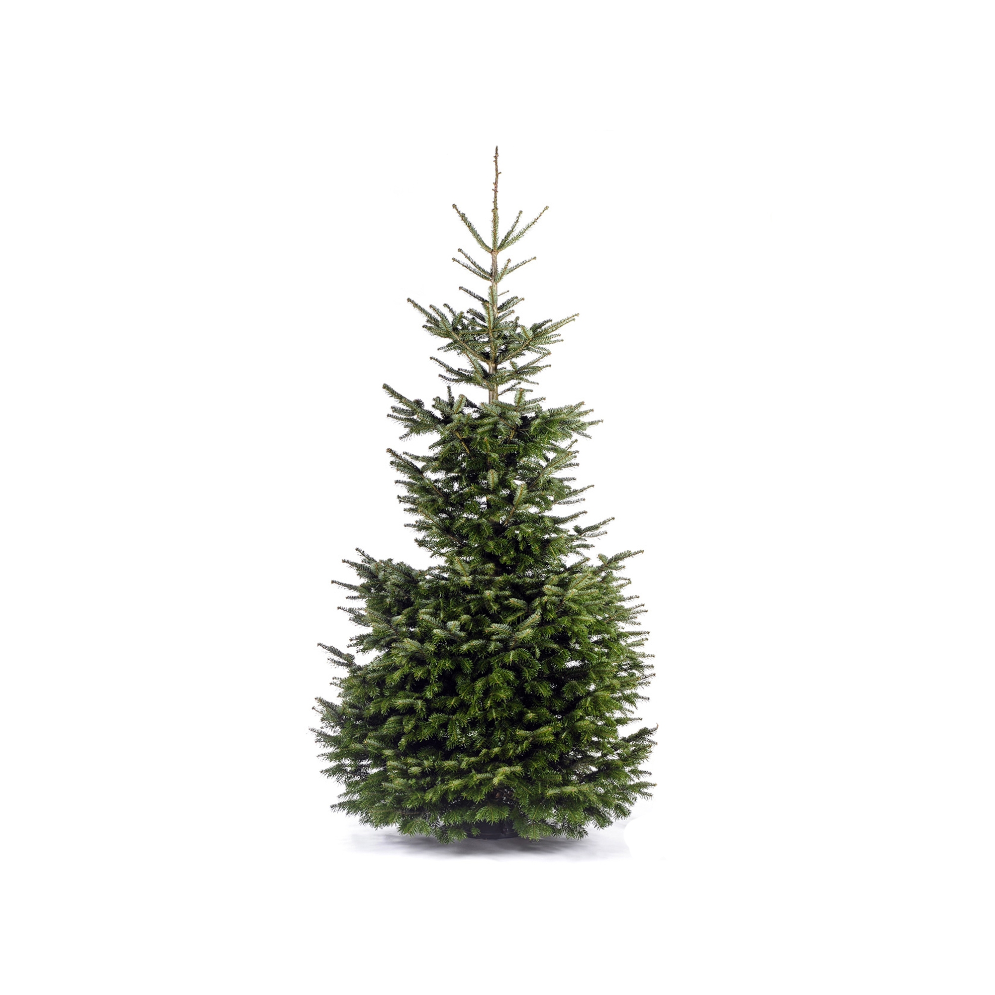 Fair Trees® Weihnachtsbaum Nordmanntanne gesägt 350 cm + product picture