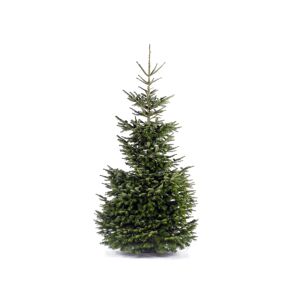 Fair Trees® Weihnachtsbaum Nordmanntanne gesägt 350 cm