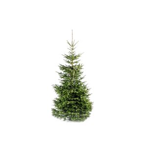 Fair Trees® Weihnachtsbaum Nordmanntanne gesägt 400 cm