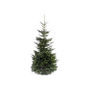 Fair Trees® Weihnachtsbaum Nordmanntanne gesägt 450 cm