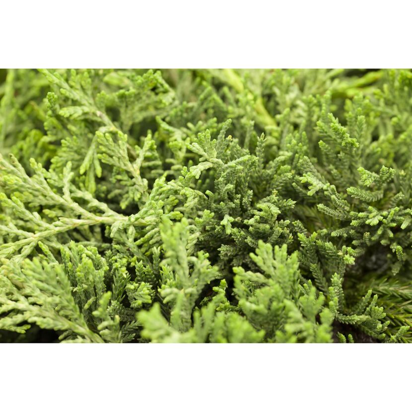 Blauer Teppich-Wacholder 'Glauca', 17 cm Topf