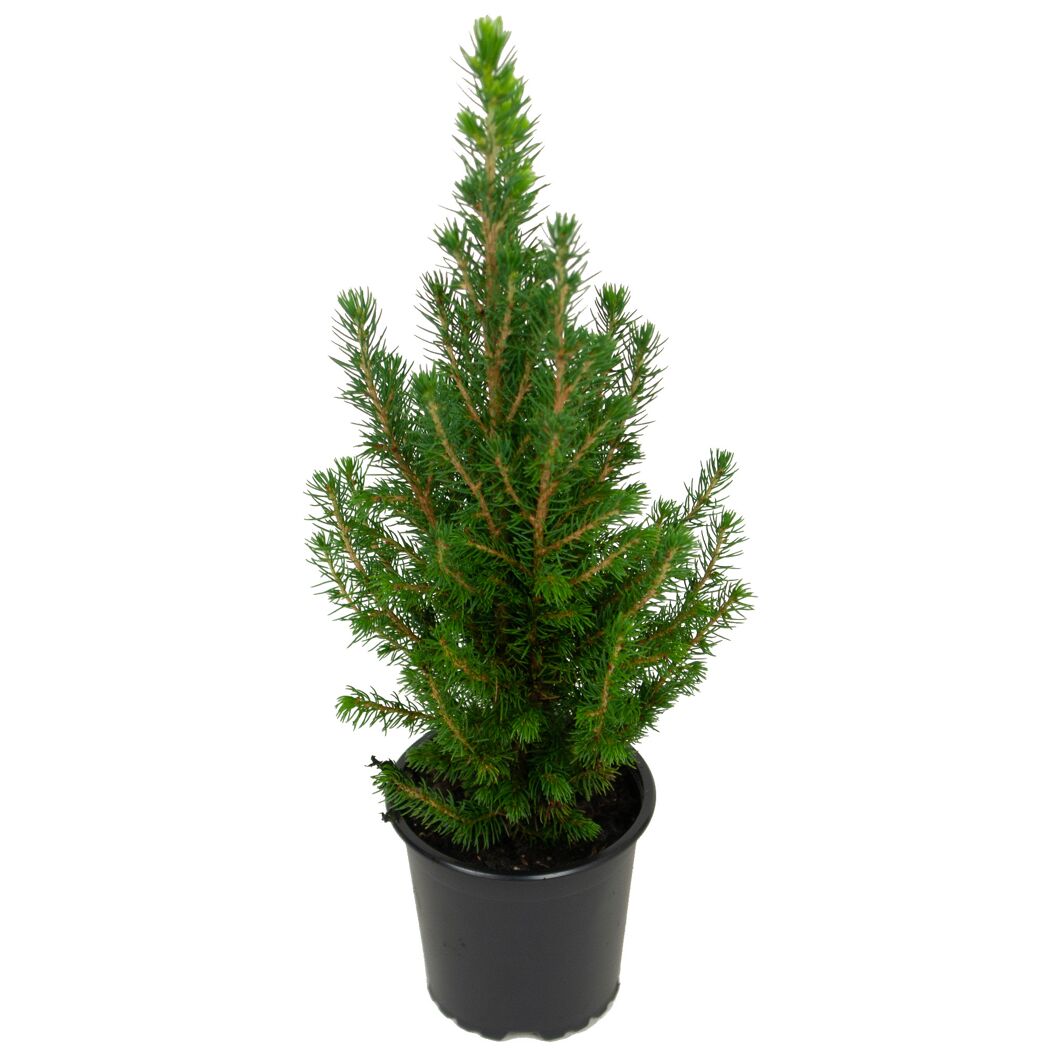 Zuckerhutfichte 11 cm Topf