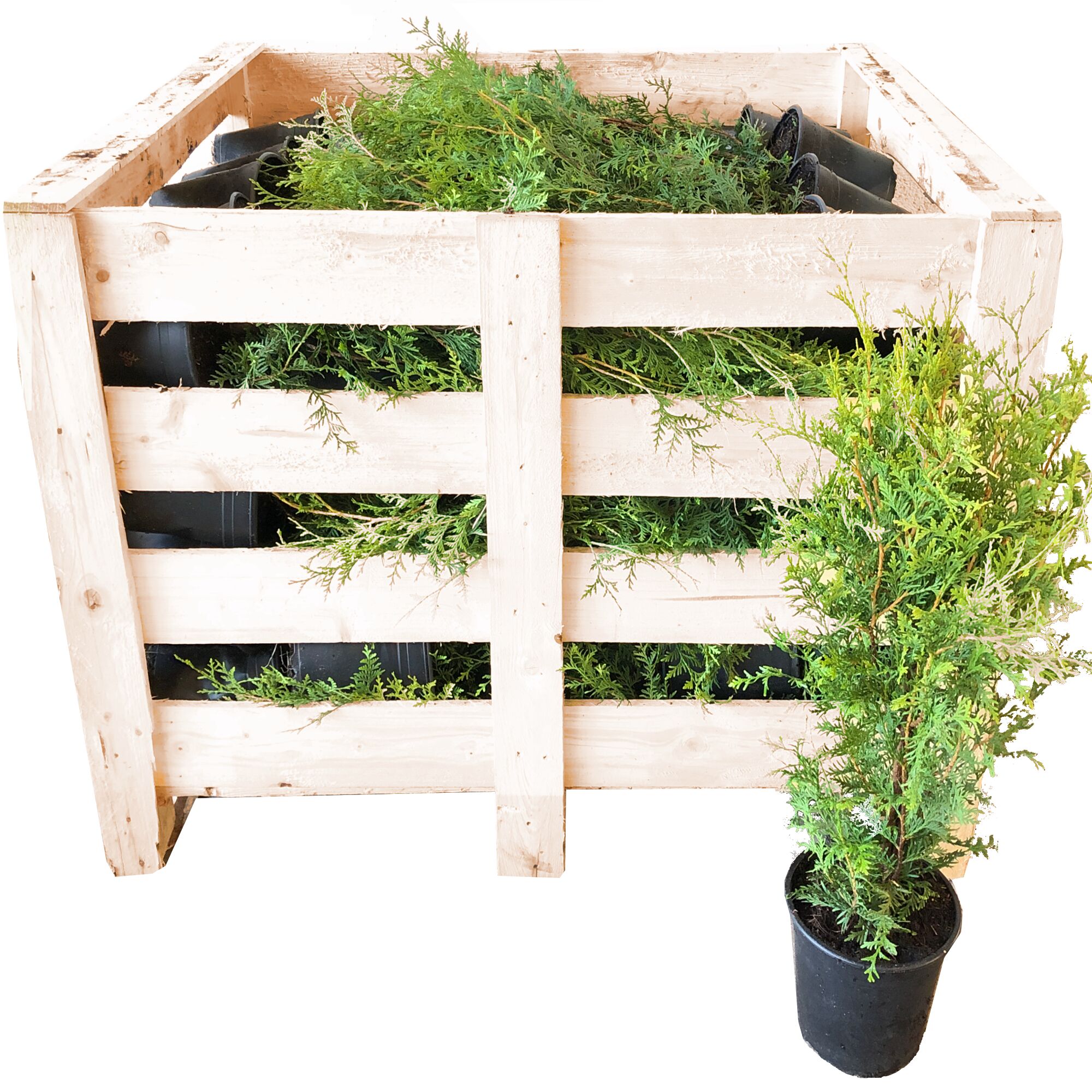 Thuja Brabant Lebensbaum in Holzkiste und Topf