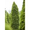 Grüne Thuja Brabant