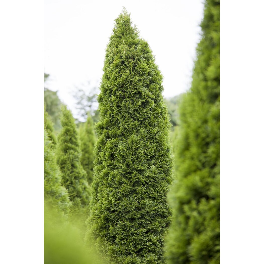 Grüne Thuja Brabant