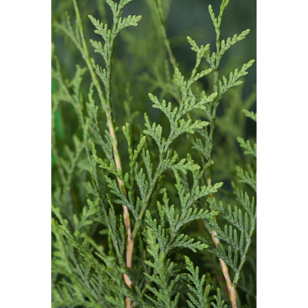 Nahaufnahme von Thuja Brabant