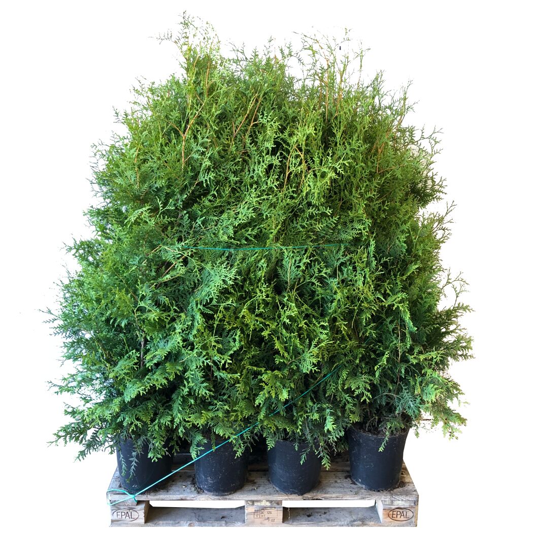 Grüne Thuja Brabant Lebensbäume auf Palette