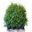 Grüne Thuja Brabant Lebensbäume auf Palette