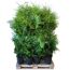Grüne Thuja Brabant Lebensbäume auf Palette
