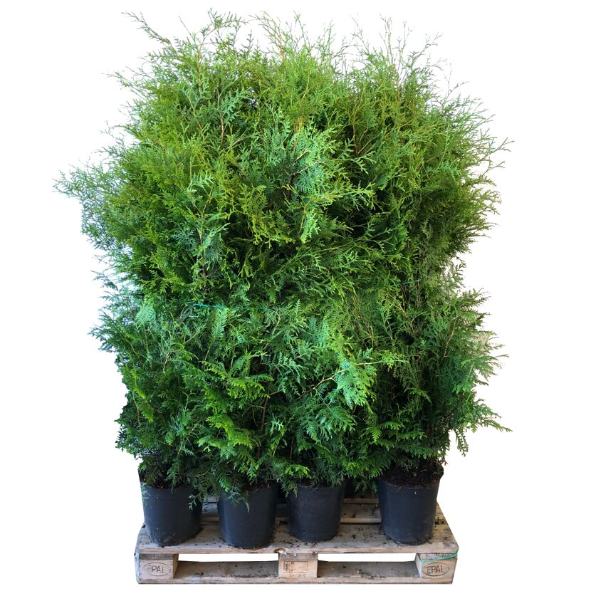 Grüne Thuja Brabant Lebensbäume auf Palette