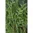 Nahaufnahme von Thuja Brabant