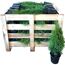Grüne Thuja Smaragd Pflanzen in einer Holzkiste