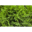 Verkleinertes Bild von Lebensbaum 'Smaragd' 70 - 80 cm, 80 Stück
