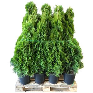 Lebensbaum 'Smaragd' 100-120 cm 30 Stück