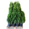 Grüne Thuja Smaragd Lebensbäume in schwarzen Töpfen auf Palette