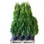 Grüne Thuja Smaragd Lebensbäume in schwarzen Töpfen auf Palette